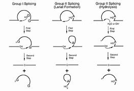 Image result for Self-Splicing Introns