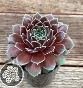 Image result for Sempervivum Director Jacobs