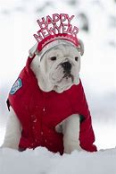 Image result for Happy New Year Bulldog Meme