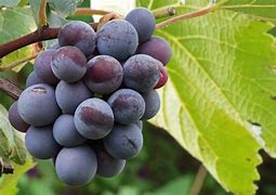 Image result for A Bunch of Grapes