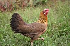 galline da cortile galline e uova razza livornese peperoncini dintorni e galline da cortile galline e uova razza livornese peperoncini dintorni e