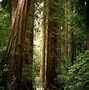 Image result for Redwood Forest California