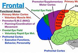 Image result for Brain Temporal Lobe