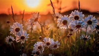 Image result for Spring Flowers with White Background