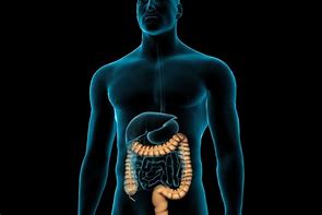Image result for gastrointestinal