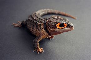 Image result for Gray Lizard with Red Eyes