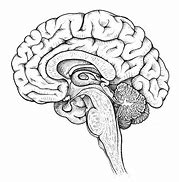 Image result for Brain Drawing Cartoon