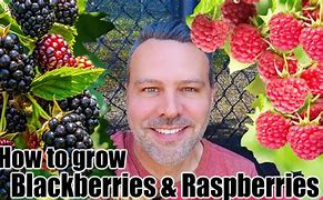 Image result for BlackBerry Plants Growing