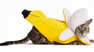 Image result for Cat Noir in a Banana Suit