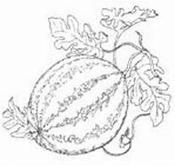 Image result for Watermelon Variety