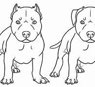 Image result for Baby Pit Bull