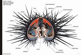 Image result for Sea Urchin Anatomy Poster