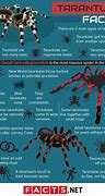 Image result for Cobalt Blue Tarantula