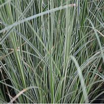 Image result for Carex brunnea Variegata