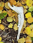 Image result for Coyote Jaw Bone