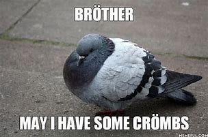 Image result for Pigeon Meme