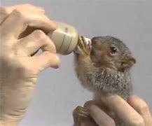 Image result for Bob Ross Baby Squirrel