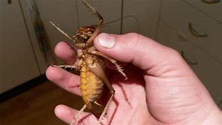 Image result for Big Crickets