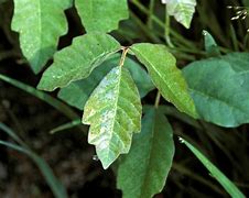 Image result for 5 Leaf Poison Oak
