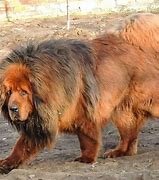 Image result for Tibetan Mastiff