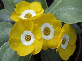 Bildergebnis für Primula auricula Pot of Gold