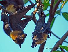 Image result for Bat Hang