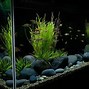 Image result for Colorful Aquarium Rocks