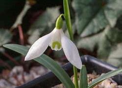 Image result for Galanthus Early to Rize