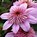 Image result for Clematis Vines That Bloom All Summer