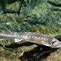 Image result for River Severn Sturgeon