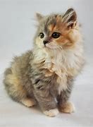 Image result for Munchkin Cat Baby Kitten