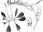 Image result for Calocalanus pavo Anatomie. Size: 140 x 106. Source: copepodes.obs-banyuls.fr