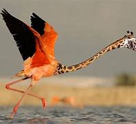 Image result for Giraffe Flamingo