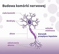 Image result for co_to_znaczy_zespół_dolnego_neuronu_ruchowego