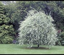 Image result for Pyrus salicifolia Pendula