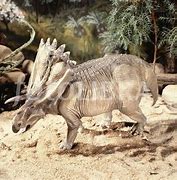 Image result for Anchiceratops