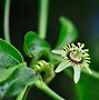 Image result for Corky Stem Passion Vine Florida