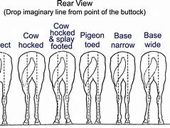 Image result for Cow Hocked Horse Hind Legs