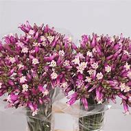 Image result for Dichelostemma Pink Diamond