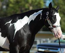Image result for Black American Paint Horse