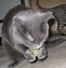 Image result for Pawbreakers Catnip Ball