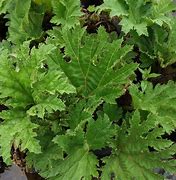 Image result for Gunnera manicata