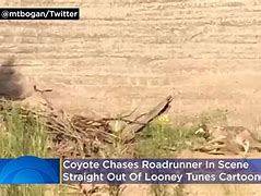 Image result for Archaeological Dig Road Runner and Coyote