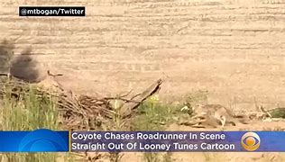 Image result for Road Runner vs Coyote IRL