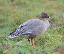 Image result for Anser brachyrhynchus