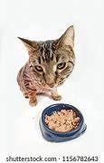 Image result for Hungry Cat with Food Bowl