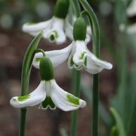 Galanthus Wifi Orbiter എന്നതിനുള്ള ഇമേജ് ഫലം