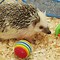 Image result for Very Cute Hedgehog