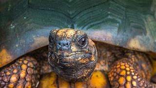 Image result for Yellow Tortoise
