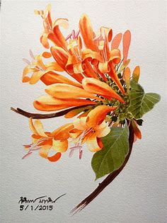 Pin by Chanatcha Athikomtanachai on tableaux | Botanical watercolor, Flower drawing, Botanical painting